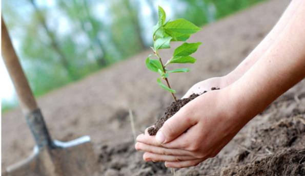 В рамках осенней кампании по озеленению «Вместе за чистую и зеленую страну» главное управление землеустройства Гомельского облисполкома приняло участие в экологической акции «Дерево героя»